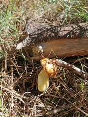 Suillus mediterraneensis
