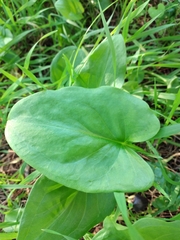 Arisarum
