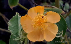 Abutilon indicum