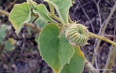 Abutilon indicum