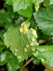 Puccinia smyrnii