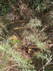 Suillus mediterraneensis
