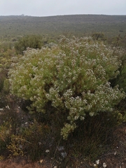 Leucadendron galpinii