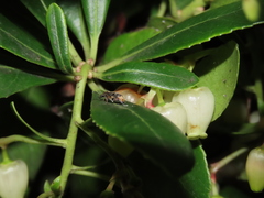 Megabruchidius dorsalis