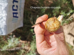 Suillus mediterraneensis