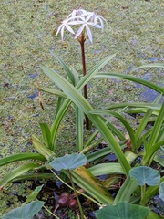 Crinum americanum