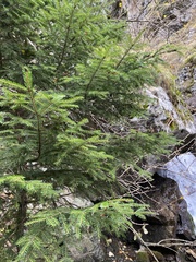 Abies nordmanniana