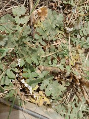 Arctotheca calendula
