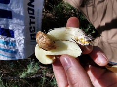 Suillus mediterraneensis