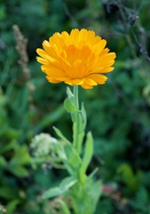 Calendula