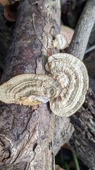 Coriolopsis strumosa