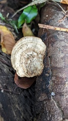 Coriolopsis strumosa