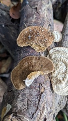 Coriolopsis strumosa
