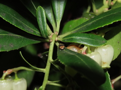 Megabruchidius dorsalis