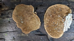 Coriolopsis strumosa