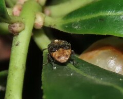 Megabruchidius dorsalis