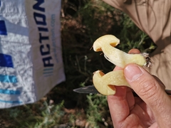 Suillus mediterraneensis