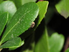 Megabruchidius dorsalis