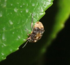 Megabruchidius dorsalis