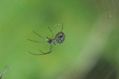 Leucauge volupis