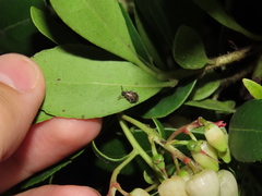 Megabruchidius dorsalis