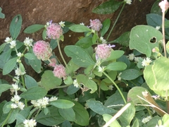 Alternanthera bettzickiana