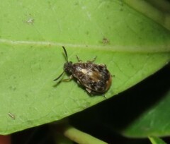 Megabruchidius dorsalis