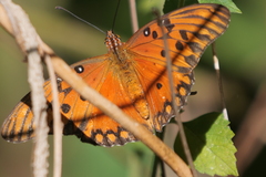 Dione vanillae maculosa