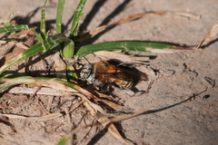 Anthophora paranensis