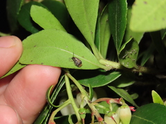 Megabruchidius dorsalis