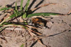 Anthophora paranensis