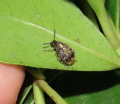 Megabruchidius dorsalis