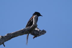 Icterus pyrrhopterus