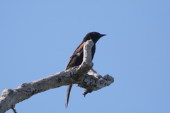 Icterus pyrrhopterus
