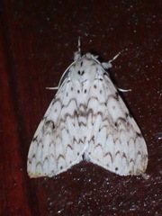 Lymantria alexandrae