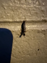 Euborellia annulipes