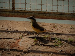Pitangus sulphuratus
