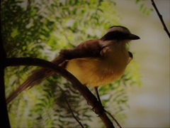 Pitangus sulphuratus