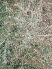 Themeda triandra