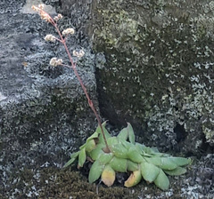 Crassula orbicularis