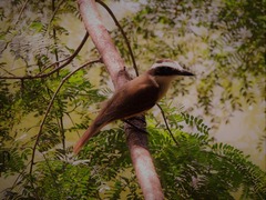 Pitangus sulphuratus
