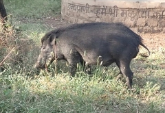 Sus scrofa