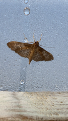 Pilocrocis ramentalis