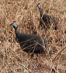 Numida meleagris coronatus