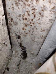 Latrodectus mactans