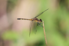 Erythrodiplax nigricans