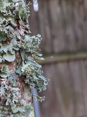 Ramalina complanata