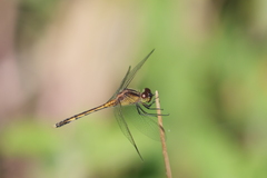 Erythrodiplax nigricans