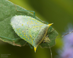 Arvelius albopunctatus