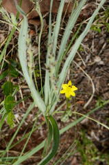 Hypoxis obtusa